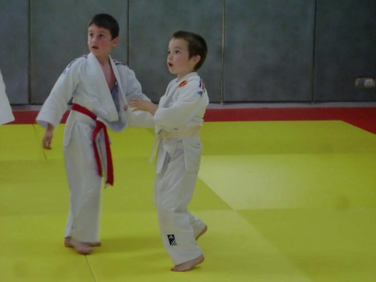 combat entre poussins